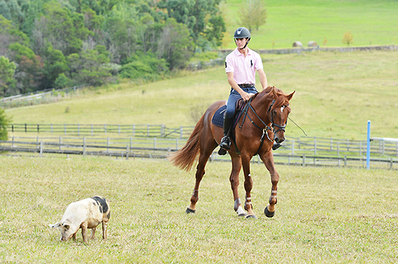 Tom and Quintano and Daisy the pig who accompanies Tom as he rides around the property