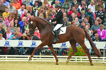 Bodyguard by Burlington at the 2013 Bundeschampionate 