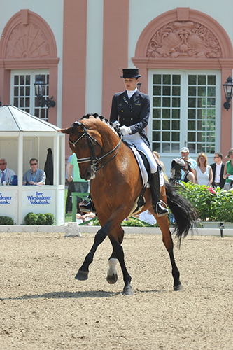 lateral movements in particular placing strain on the back and pelvis, and twisting movements on the joints in the limbsDressage is supposed to be a series of gymnastic exercises that makes the horse healthier, sounder… why then are there so many problems with lameness?Dr Robin Bell, the Australian Dressage Team Veterinarian, looks at the problem…What is required of a dressage horse?The FEI rules state that the object of dressage is the harmonious development of the horse into an athlete. The result of this development is a horse that is calm, supple, loose and flexible, but also confident, attentive and keen. Dressage is the ultimate competition for many horses and their riders and its popularity continues to escalate. It is considered by some observers to be the most demanding of all athletic equestrian sports. The horse is required to compete in all the paces as well as perform exacting movements. The locomotor system must be tuned to perfection and any form of lameness is a serious problem for these horses. Elite horses must have a combination of suppleness, balance and power - coupled with expressive and elegant gaits. Training dressage horses, whether at the lowest level or FEI Grand Prix relies on the use of gymnastic exercise to condition muscles and help minimise the risk of injury to ligaments, tendons.What stresses are involved in training?The movements required in dressage tests differ according to the horse’s age and level of training. With lower level tests, the focus is on balance and freedom of movement, medium and advanced levels introduce lateral movements and more collection. The higher classes from Prix St Georges up require maximum collection, impulsion and suspension to enable movements such as canter pirouettes, piaffe and passage. These advanced movements place particular stress on the horse’s skeleton, with lateral movements in particular placing strain on the back and pelvis, and twisting movements on the joints in the limbs. Increased engagement of the hindquarters through collection is needed to perform movements such as passage and piaffe. Dressage horses are trained on a variety of surfaces, but predominately on sand or artificial footing. Lower level competitions in Australia are still often on grassed arenas, but higher level competitions are almost exclusively held on sand or artificial surfaces. A recent survey of over 11,000 dressage horses in the United Kingdom revealed insights both into the incidence of lameness problems in horses and the possible relationship to arena surfaces. In terms of arena surface, this study illustrated that horses worked on arenas with a sand component had the highest incidence of lameness issues. Conversely there was found to be a slight protective effect when horses were worked for a prolonged period on sand surfaces, most likely due to an adaptation of the bones, joints and soft tissues to the loads experienced when working on this surface. Additional risk factors for lameness in the above study include a change in arena surface when wet, to becoming deep or boggy, and poor arena maintenance. What types of lameness can we expect to see in dressage horses?In this part of the article I will outline how to diagnose lameness in dressage horses and to give my perspective on some of the conditions that I see most often in my practice, which deals mainly with sports medicine and performance cases.Lameness examinations for dressage horses are essentially the same as in other horses, requiring a detailed physical examination, examination in motion, nerve or joint blocks and diagnostic imaging. Often in high performance dressage horses the lameness or clinical complaint may only be visible under saddle, and in more subtle cases may only be perceptible to the rider. Low-grade hind limb lameness in particular may only be visible in certain specific circumstances, such as finding a flying change or canter pirouette more difficult in the direction towards the lame limb, or the half pass more difficult in the direction away from the lame hind limb. It is also useful to keep in mind that while inexperienced riders may make a sound horse appear lame, a competent rider may actually make a subtly lame horse appear sound. This may occur almost subconsciously to the experienced rider and for this reason I often ask these riders to deliberately ride ‘badly’. Due to the nature of the work we ask dressage horses to perform it is also important to look at the horse as a whole when assessing for lameness, rather than just focusing on the limbs. Subtle changes such as an increase in suppleness through the back or neck after nerve blocks, or a change in engagement of the hindquarters during transitions after analgesia, may indicate that the problem is originating from the region that was blocked. Again due to the subtle clinical signs that are observed, it is also important that the surfaces that the lameness is evaluated on are kept as consistent as possible between nerve blocks. The most common lameness problems encountered in dressage horses are outlined in table 1. In a similar study to that mentioned previously, in UK dressage horses it was shown that a third of almost 2600 horses had a lameness issue during their career. Of these, 50% of Grand Prix horses and approximately 20% of horses at other levels were reported to have a lameness issue in the preceding two years. Over a third of these problems were reported to come from the foot, again reinforcing the adage ‘no foot, no horse’. The next most common regions affected were the suspensory ligament (15%), and the hock region (12%). This article will focus on three conditions that I encounter most frequently in dressage horses: proximal suspensory desmitis, bone spavin and coffin joint arthritis.Proximal suspensory desmitis.Proximal suspensory desmitis (PSD) is an injury to the suspensory ligament at its origin from the top of the cannon bone. It occurs in the hind limbs and the fore limbs. Hind limb PSD is most common in horses working at medium and advanced levels, and is often seen in both hind limbs at the same time. This can make the detection of the problem difficult for the rider as there may be no overt lameness present, rather just a loss of performance, stiffness, or resistance. Injection of local anesthetic around a specific nerve can help with the diagnosis of this problem. In the hind limbs there may be no pain upon palpation due to the location of the ligament deep to the splint bones. This location also makes diagnosis using ultrasound difficult, and the use of x-rays or bonescan may be necessary to complete the diagnosis. Treatment depends on the severity of the lesions on ultrasound and the chronicity of the condition. Many horses with an acute injury and good conformation respond well to 3 months rest. In horses with chronic injury, the results of even prolonged rest are often disappointing. In such cases I prefer to use injection of anti-inflammatories around the ligament and institute a controlled exercise program. In refractory cases surgical intervention, often combined with therapies such as stem cell or platelet rich plasma injections is the only option.Forelimb PSD is more common than hind limb in young horses. It is thought that it may result from over-extension of the carpus in extravagantly moving young horses, especially those who volunteer extended trot. The lameness in PSD is more often seen in only one limb, and is often worst with the affected leg on the outside of the circle. The lameness may in some cases only be seen with the horse under saddle. In very acute cases there may be some mild swelling present around the ligament, but this resolves very quickly. PSD in the forelimbs is diagnosed using nerve blocks and ultrasound. Treatment relies on a period of 3-4 months rest and a controlled exercise program of increasing walking. If there are noticeable core lesions present injection of stem cells or platelet rich plasma is useful. I find that with an adequate rehabilitation program, treatment with shockwave therapy most horses with acute lesions can return to full performance. Horses with chronic lesions are prone to re-occurrence.Bone spavinBone spavin is the colloquial term for osteoarthritis and pain in the distal intertarsal and tarsometarsal joints of the hock. It has been recognized for hundreds of years. Bone spavin may cause overt lameness or poor performance. Horses with this condition may have an expressive free trot, but a poor canter, and in particular have problems in more collected gaits, where there is increased loading of the hock. Advanced horses may show irregularities of rhythm in piaffe or passage. These clinical signs may often be confused with the horse having a sore back. Diagnosis relies on nerve blocks, and x-rays, but it is important to note that there is often a poor correlation between the response to nerve blocks and the severity of radiological changes. I see a lot of horses that have lameness localized to the hock joint but minimal changes on x-rays, in these horses a bonescan is often used to confirm the diagnosis. Most horses respond well to injection of anti-inflammatories into the joint, combined with corrective shoeing. The use of ‘anti-arthritis’ drugs containing pentosan polysulfate may also be of use. Some horses with pain originating from the bone underneath the joints may benefit from treatment with the bisphosphonate tildren. In cases refractory to the above therapy, fusion of the joints either chemically or surgically may result in a return to performance, though often at a lower level than previously. Coffin joint arthritisPain arising from inflammation or arthritis within the coffin joint is a common problem in all performance horses, not just the dressage horse. The location of this joint within the rigid hoof capsule and the forces it is subjected to are thought to be part of the predisposing factors for pain from this region. Poor foot conformation and medial-lateral imbalance are also important contributors to lameness from this region. Diagnosis requires specific nerve blocks including coffin joint blocks, but interpretation of these blocks is not straight forward, and it is easy to have a false positive response. The presence of arthritis or chip fractures on x-rays or evidence of inflammation and excess joint fluid on MRI scans provide confirmation of the diagnosis. Treatment is a combination of intra-articular medications, most commonly with low dose corticosteroids and hyaluronic acid, or other products such as IRAP or platelet rich plasma. In young horses I tend to recommend the use of IRAP, because of the likelihood that the horse will need repeated injections over the course of its career. Corrective shoeing to improve the foot-pastern axis and correcting any imbalance is essential but should be performed gradually over multiple shoeings. The prognosis for horses without advanced x-ray changes is good, and most horses can return to full work.With any form of lameness, performance can be seriously impaired. All cases of lameness should be treated appropriately, as well as ensuring that adequate preventative strategies are in place, including preventative medications and excellence in shoeing.Table 1: Common clinical conditions causing lameness in dressage horsesConditionClinical signsDiagnosticsTreatment PrognosisProximal suspensory desmitis Loss of performance, change in contact or resistance, problems with pirouettes or flying changes Lameness exam, nerve blocks, x-rays, ultrasound, MRI or CT Rest and controlled exercise, ultrasound guided injections of stem cells or growth factors, surgery, shockwave therapy Fair-goodOsteoarthritis of the distal hock joints Unwillingness to work, toe dragging, shortened stride behind Lameness exam, nerve blocks, x-rays, bonescan Corrective shoeing, phenylbutazone and light work, intra-articular injections, joint fusion via chemical or surgical arthrodesis Good-ExcellentOsteoarthritis of the coffin joints Foot imbalance, shortened stride if both limbs, acute lameness if one limb, Lameness exam, nerve blocks, x-rays Corrective shoeing, intra-articular medications, rest and phenylbutazone, joint supplements GoodOsteoarthritis of the fetlock joints Fetlock joint swelling, loss of range of motion, moderate lameness Lameness exam, nerve blocks, x-rays Corrective shoeing if imbalance is present, rest, intra-articular medications, joint supplements Fair-good, better prognosis if minimal signs of disease on x-rays, and better for forelimbs than hindlimbsSuspensory branch desmitis Enlarged branch on palpation, painful to palpate, mild-moderate lameness Lameness exam, nerve blocks, ultrasound Rest, controlled exercise programme, injection of stem cells or growth factors Fair-Good, 6-9 months rehabilitation, prone to re-occurencePalmar or plantar annular ligament desmitis Swelling over the back of the fetlock, moderate lameness that worsens with work, windgalls with a notch over the ligament Lameness exam, nerve blocks, ultrasound Rest and rehabilitation, surgical release of the ligament GoodThoracolumbar pain Poor performance, lack of suppleness, resentment of prolonged exercise Lameness exam, nerve blocks, bonescan, x-rays Rest, physiotherapy and rehabilitation program Fair-GoodSacroiliac Joint Disease Unwillingness to perform certain movements, loss of impulsion, stiffness, worse under saddle than on the lunge Lameness exam, bonescan, ultrasound Modification of work program, ultrasound guided injection of corticosteroids FairCheck ligament desmitis Sudden onset lameness, heat and swelling over ligament in the cannon Lameness exam, nerve blocks, ultrasound Controlled exercise with minimal rest Fair-Good, may be prone to re-occurenceOsteochondrosis Joint swelling mild-moderate lameness Lameness exam, x-rays Rest, arthroscopic surgery for removal of bone chips Fair-GoodTenosynovitis of the Digital Sheath Chronic windgalls with acute lameness, pain on flexion of fetlock. May be associated with annular ligament desmitis Physical examination, nerve blocks, ultrasound Injection of medications into the sheath, tenoscopic surgery (keyhole), controlled exercise Good if no tendon injuries or adhesions within sheath. 