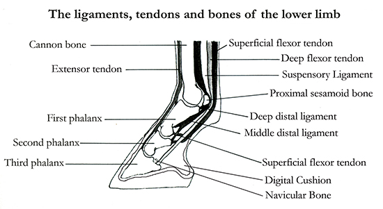 Limb Diagram