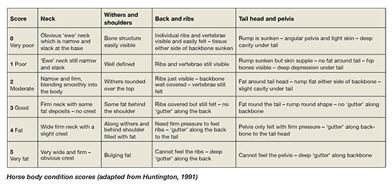 Thoroughbred Age Chart