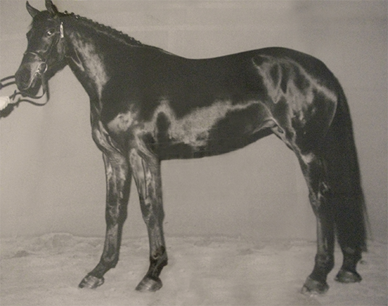 the mare of Herman de brabandere