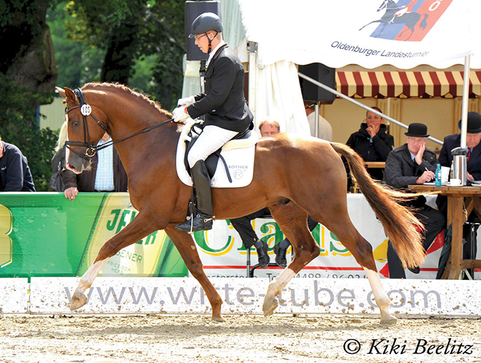 LAndesturnier Rastede mit Elitestutenschau 2012