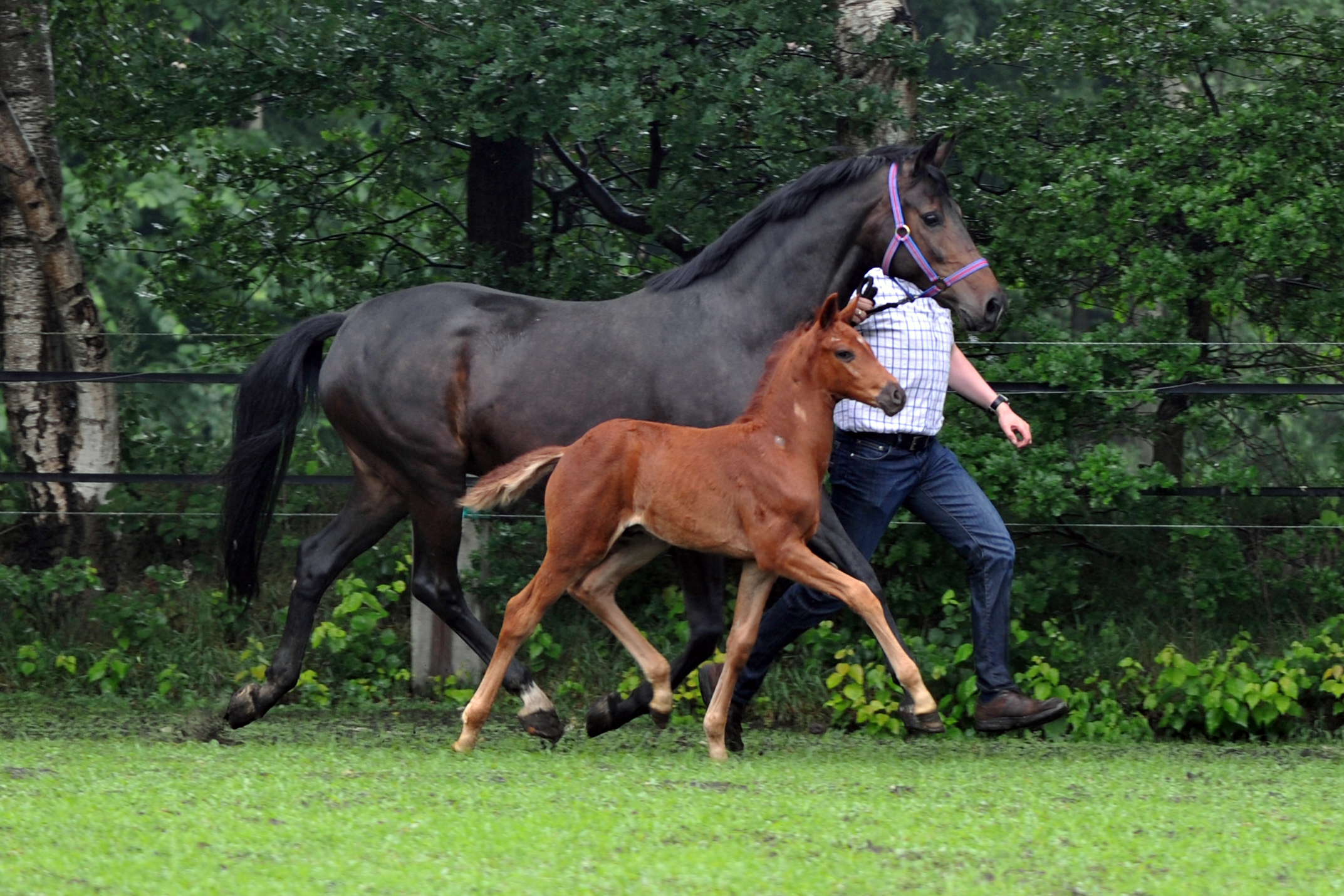 MaradonnaZackFoal