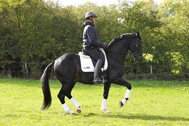 Carl Hester at home, Oaklebrook Mill