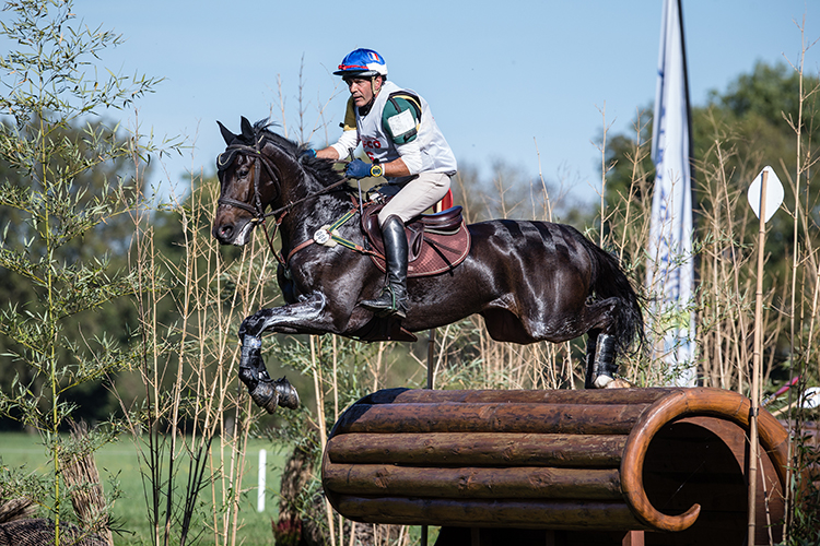 © Photographie Eric KNOLL. Mondial du Lion 2014. Le Lion d'Angers. Chevaux de 7 ans.