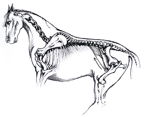 illiopsoas