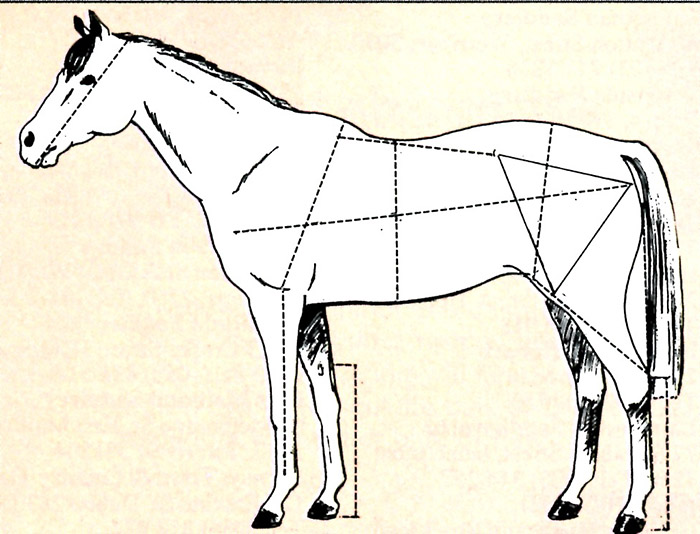 Quarter Horse Conformation Chart
