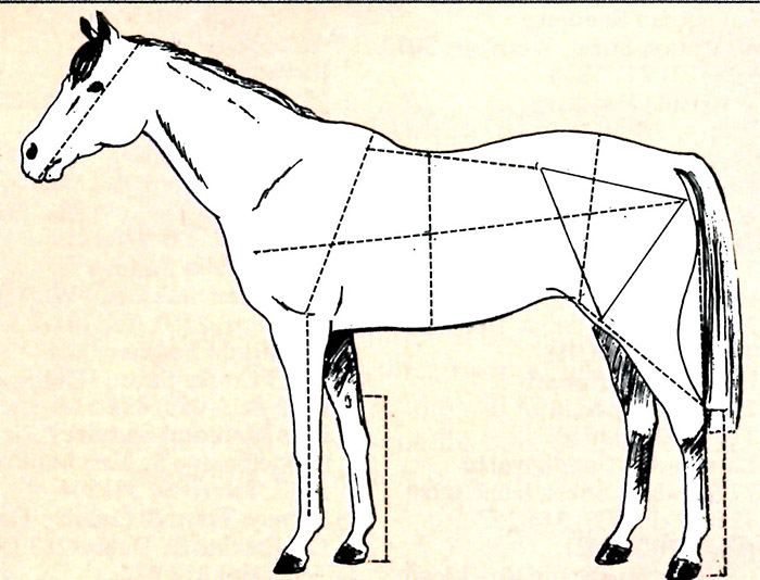 Thoroughbred Conformation Chart