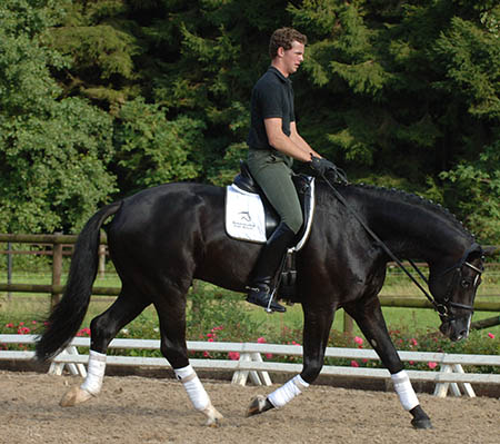 Klaus Balkenhol and the correct way of training a horse… | The Horse ...