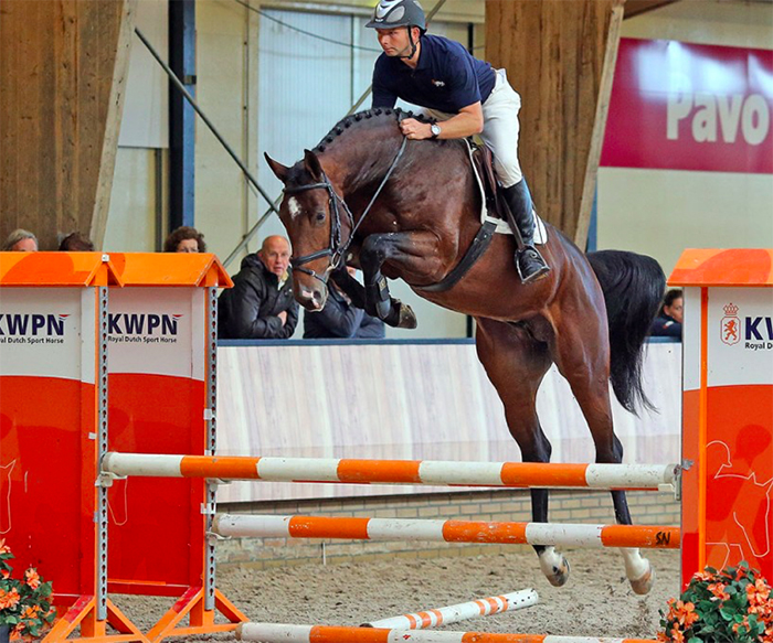 Jumping Breeding in Holland: KWPN stallion show | The Horse Magazine