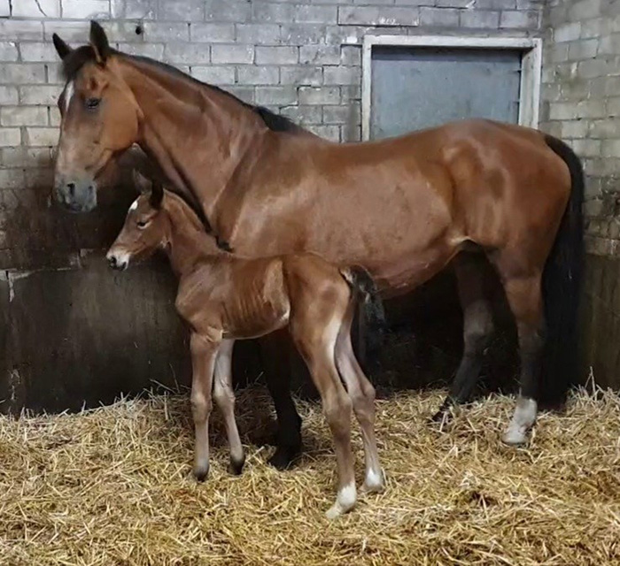 Breeding advice for mares by Lys de Darmen - News - Hippomundo