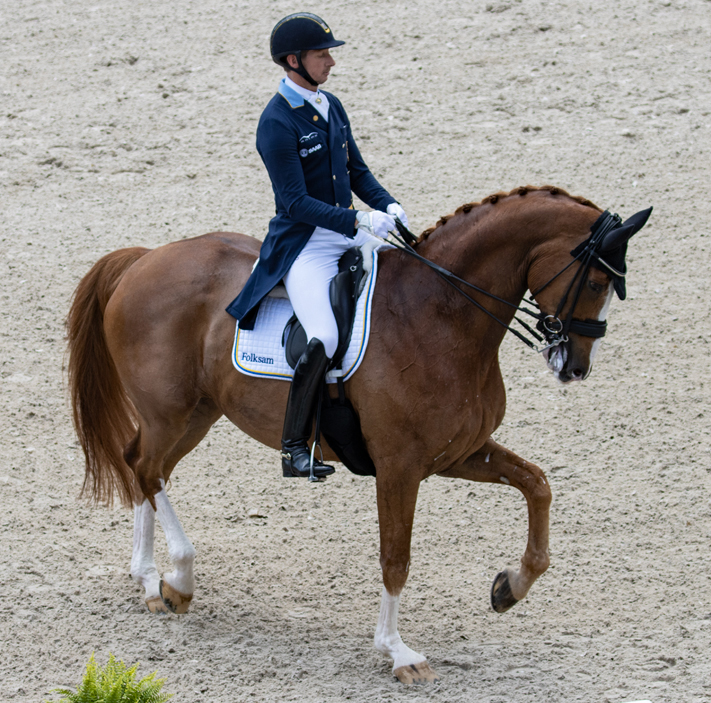 Dressage Breeding – Christopher Hector asks Who are the hot stallions ...
