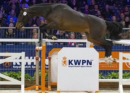 KWPN Stallion Show 2023: The Jumpers