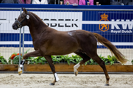 KWPN dressage stallions DELIGHT!