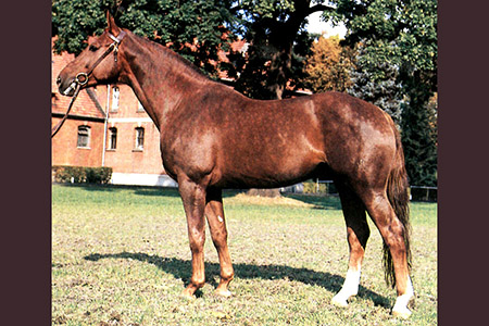Woermann – the first? dressage sire…