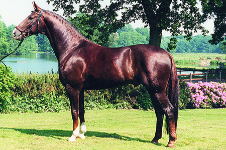 Donnerhall – Founding sire of the modern dressage horse