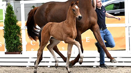 Schockemöhle Helgstrand Online-Auction Top with foals of the very best bloodlines