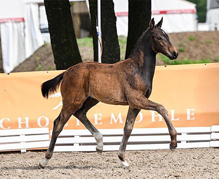 Breeding masterpieces at Schockemöhle/Helgstrand International Online Foal Auction