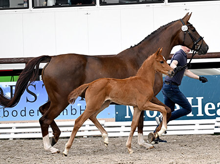 Sensational sire debuts at Schockemöhle/Helgstrand Online Foal Auction